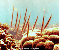 Sealife DC1000... by Richard Campbell 